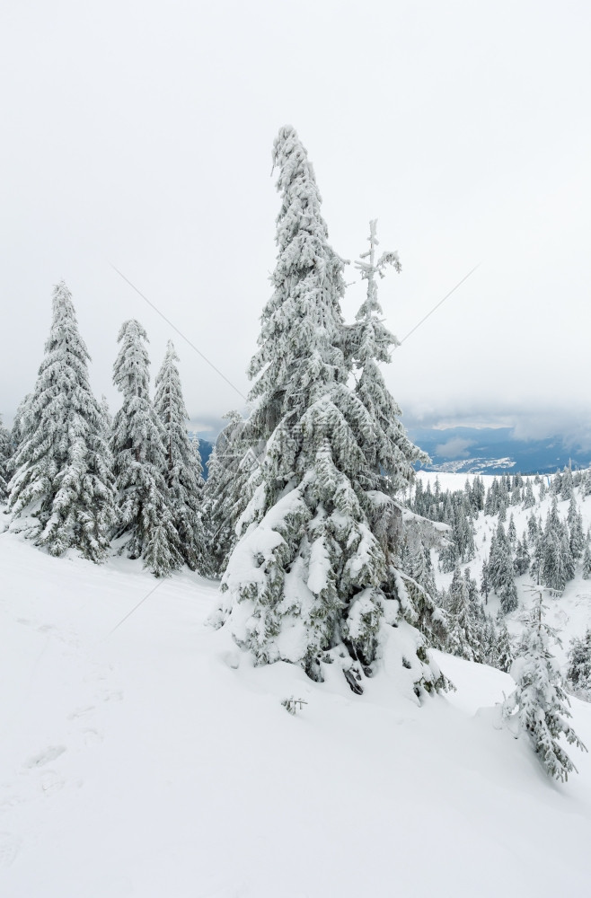 在多云的天气下喀尔巴阡山冬季上有雪树图片