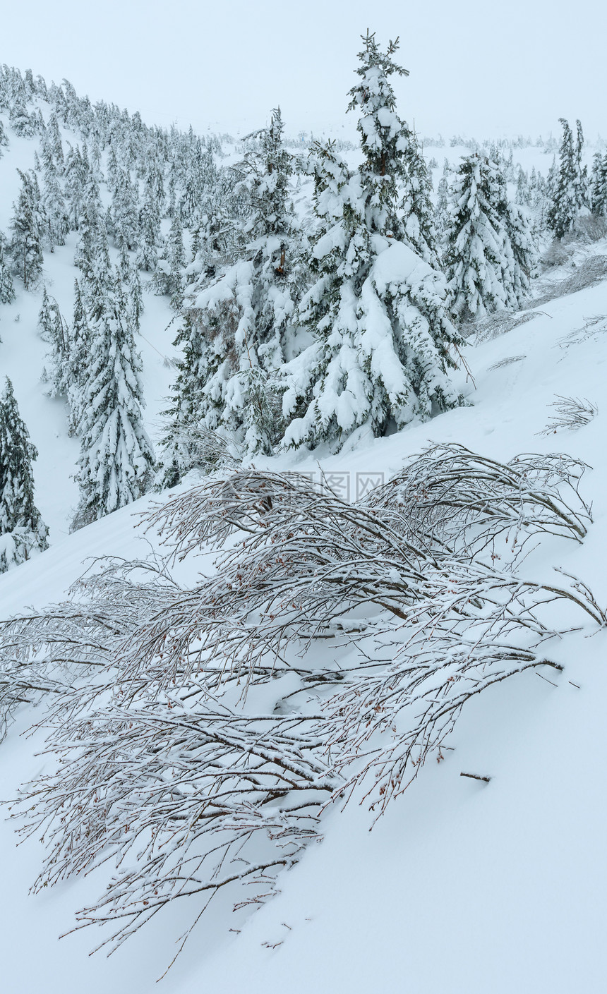 在多云的天气下喀尔巴阡山冬季上有雪树图片