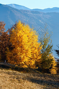 薄雾秋天山坡上美丽的金树图片