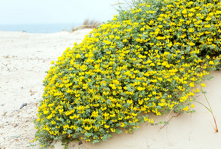 沙质海滩上盛开的荷花灌木图片