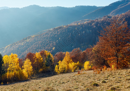 在山坡上树多彩的秋色山岳风景背景