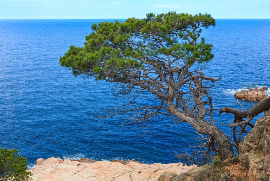 海海边岩石上的松树图片