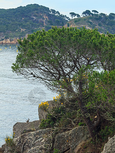 夏季早上海滨风景前面有松树西班牙科斯塔布拉瓦图片