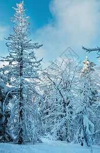 树顶天空夜晚寒冷的雪林树顶有阳光喀尔巴阡山乌克兰背景