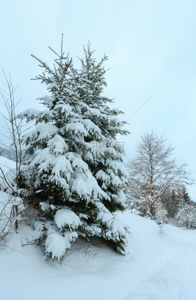 温冬喀尔巴阡山脉风景与雪树图片