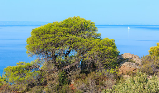 上午爱琴海岸线尼基提西托亚哈尔基迪希腊图片