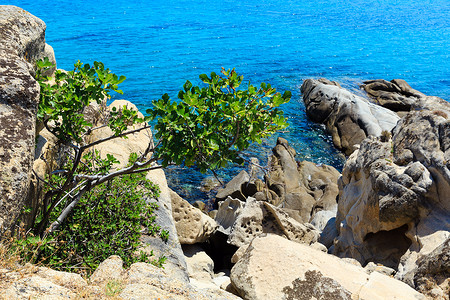 树透明图素材夏季海洋景色与平面透明的水从岸上查看西图尼亚哈尔基迪希腊背景