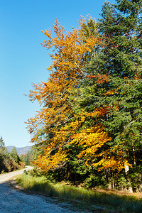 秋季喀尔巴阡山脉古塔伊万诺弗兰基夫斯克州乌兰的农村公路图片