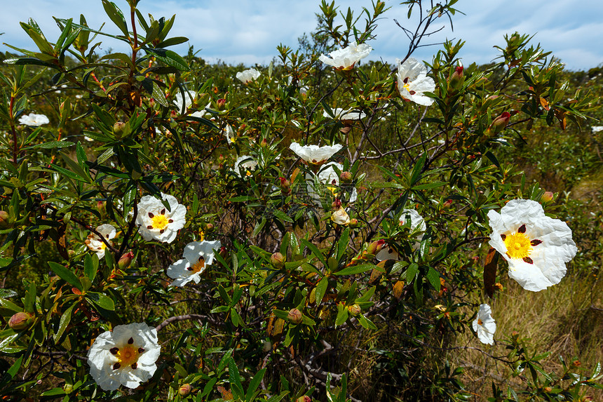 大西洋海岸靠近阿尔杰苏加夫葡萄牙阿尔加夫离大西洋海岸不远的大白野花丛CistusLadaniferGumrockroseJara图片