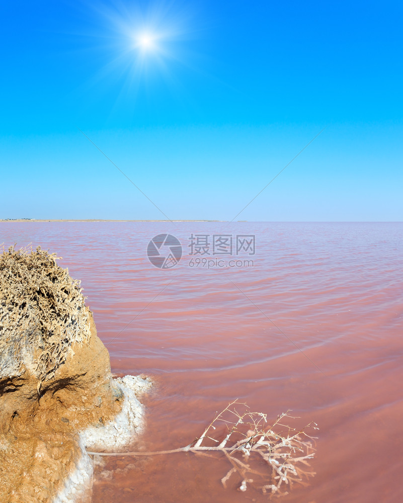 以微型藻类为颜色的日光粉红极咸的西瓦什湖水面以及有晶状盐覆盖的小死植物乌克兰里米亚和阿拉巴特斯皮附近的赫森地区图片