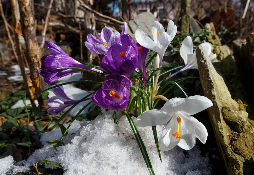 春雪融化的泉水草地上紫色花朵crocusheuffelianus和白花朵crocusheufelianus春雪草地上的花朵cro图片