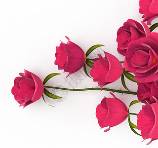玫瑰爱意味着情感和谐骨英里高清图片素材