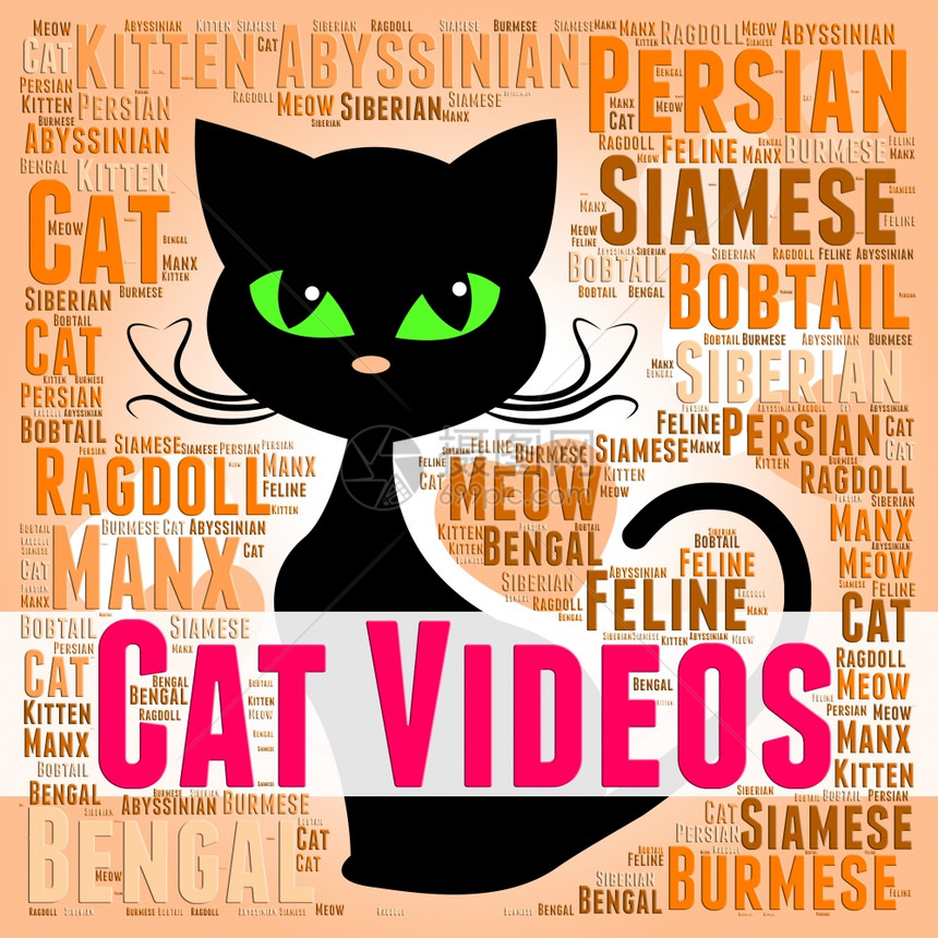 猫视频显示猫小猫和电影