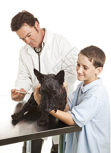 儿童狗接种疫苗的兽医关注的脸部孤立白种动物图片