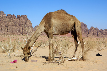 约旦瓦迪鲁姆沙漠山附近大骆驼图片