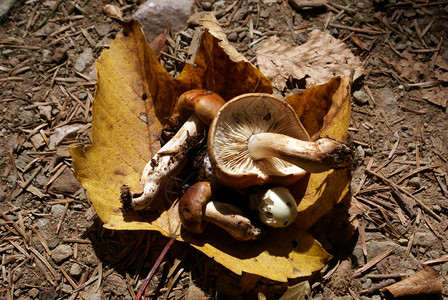 树叶上的蘑菇图片