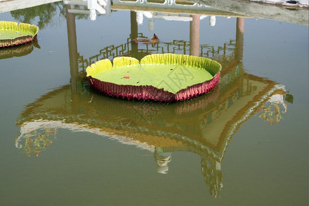 泰国NakhonSavan寺庙池塘表面的大绿叶背景图片