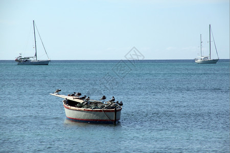 格林纳达岛的Yaht船只ea和海鸥图片