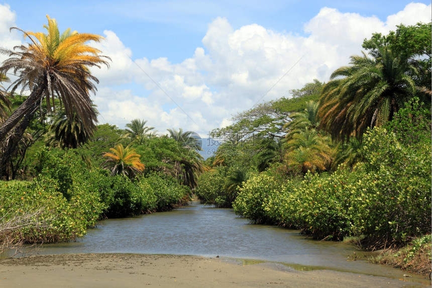 斐济海滩附近森林中的小河图片