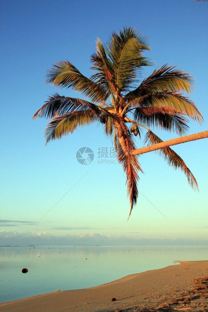 早晨和斐济海滩上的椰枣树图片