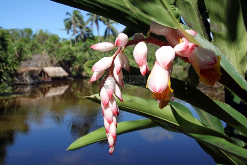 斐济热带粉红花和蓝河图片