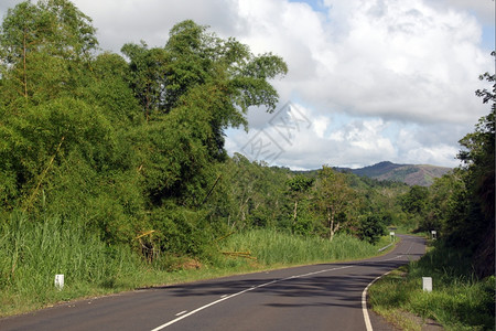 斐济长的绿竹草路图片