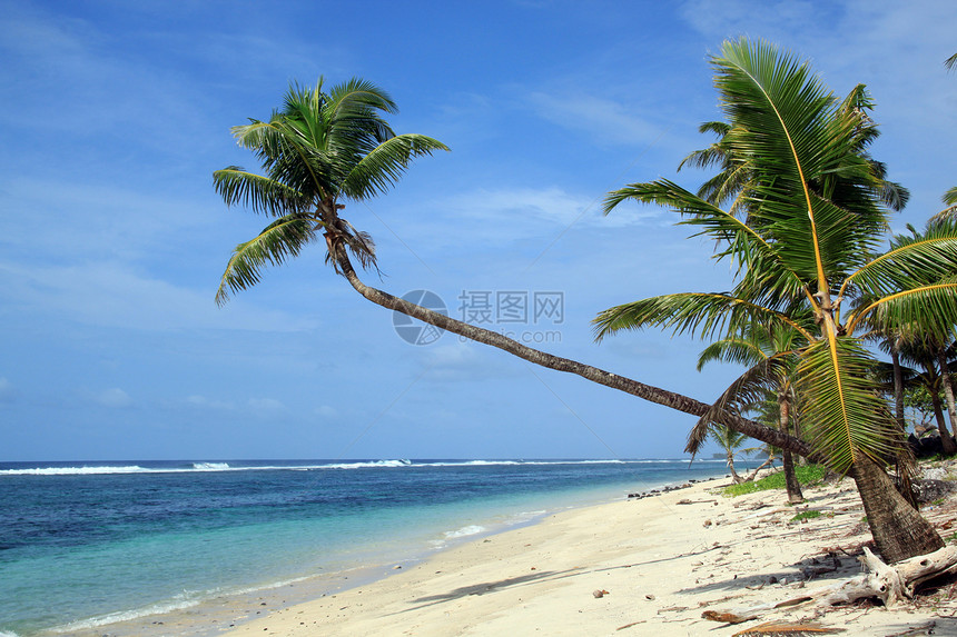 萨摩亚乌波卢带白沙滩和绿棕榈树的海滩图片