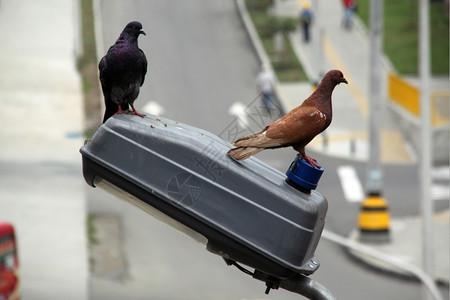 街灯上的鸽子和图片