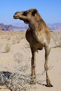 约旦瓦迪鲁姆沙漠滩上的骆驼高清图片