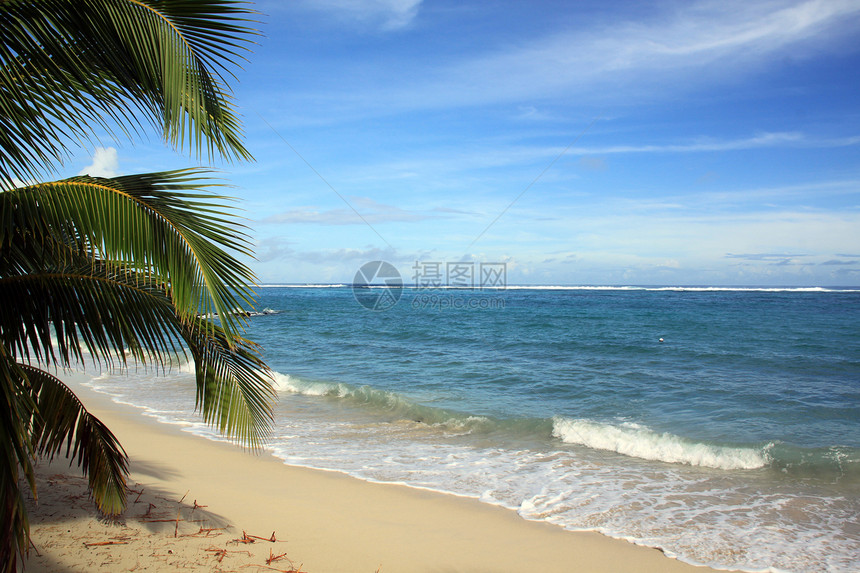 萨摩亚瓦伊沙滩上的棕榈树图片