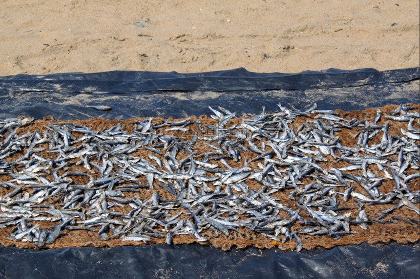 斯里兰卡海滩上的小型干鱼图片
