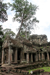 柬埔寨吴哥WatPreahKhan的废墟和树木图片