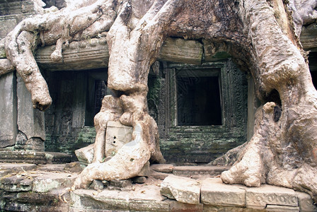 柬埔寨吴哥寺庙根和墙壁图片