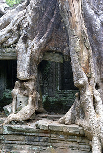 根和窗户柬埔寨吴哥图片