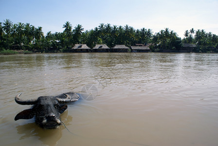 近村附湄公河的牛图片