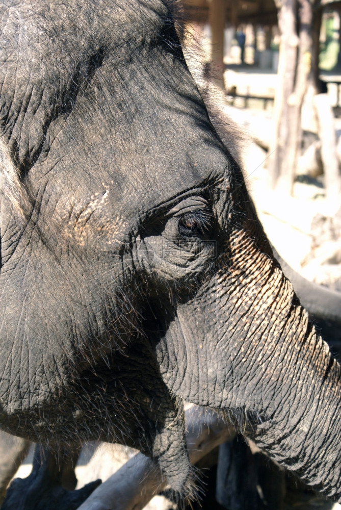 泰国大象头图片