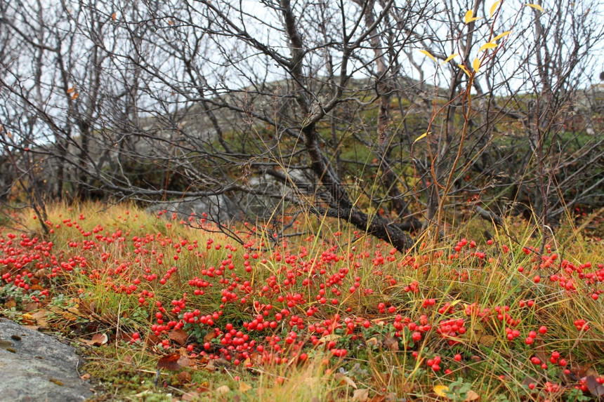 俄罗斯摩尔曼克附近的北山林中湿红莓图片