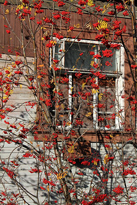 长大一排树有浆果和公寓楼的外墙图片