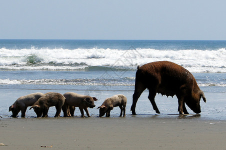 尼加拉瓜海滩和浪上的猪图片