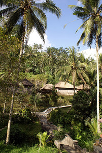 巴厘岛乌布古农卡维的棕榈树和房屋图片