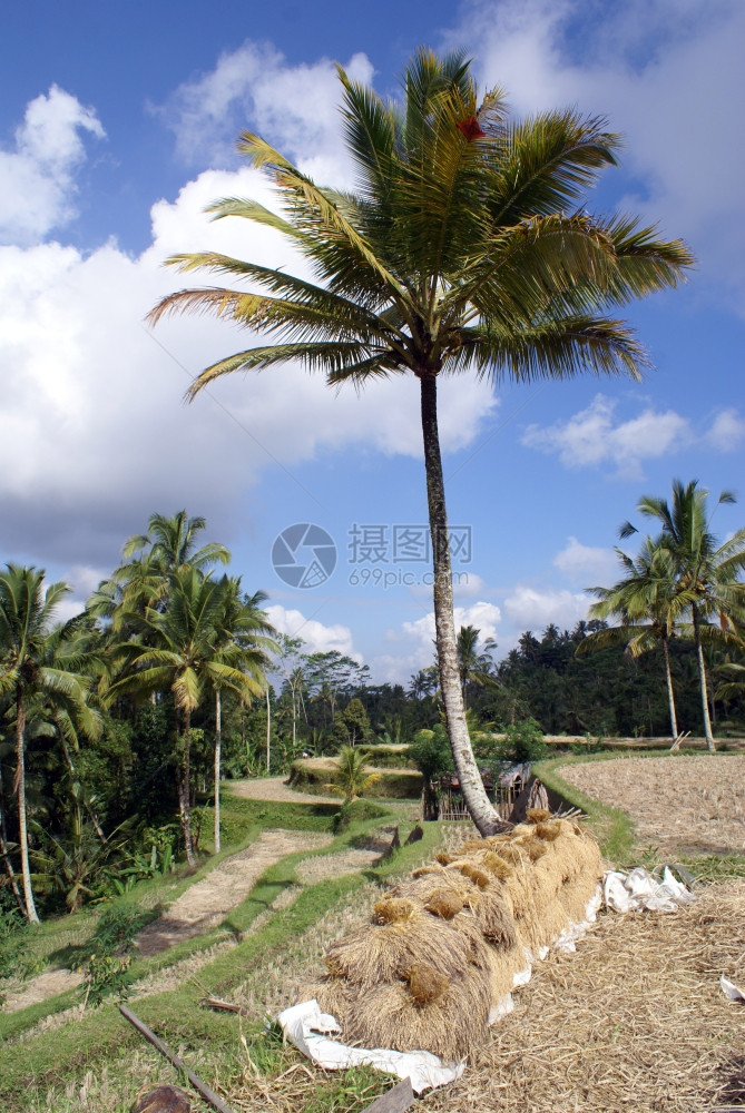 巴厘岛的草树和棕榈图片