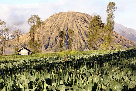 洋葱火山锥和田地印度尼西亚爪哇高清图片