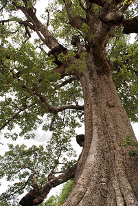 缅甸曼德勒明根大树图片