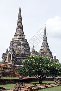泰国阿尤塔亚的佛塔和树图片
