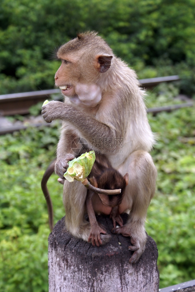 食吃绿果的母猴和幼图片