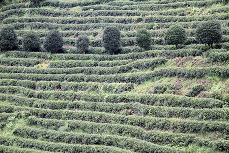 山丘上的树和茶叶图片