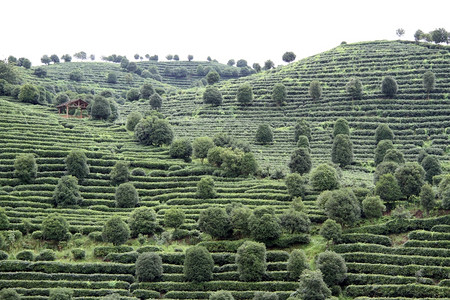 堆秀山延秀山坡上的茶叶扰动背景