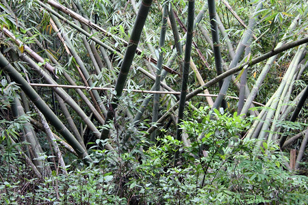 森林中的竹子树图片