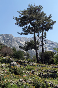 土耳其斜坡上的松树图片