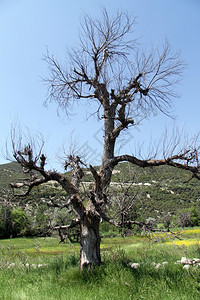 土耳其绿地上的大干树图片